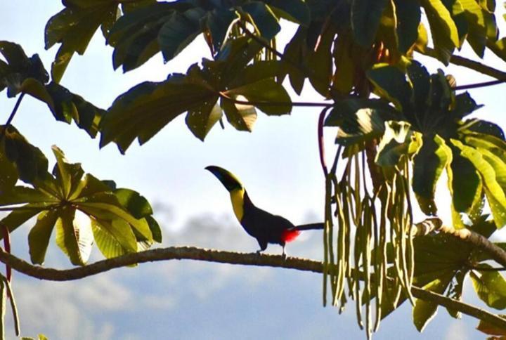Casa De Bambu Villa Turrialba Exteriör bild